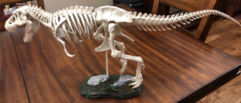 Tyrannosaurus Skeleton