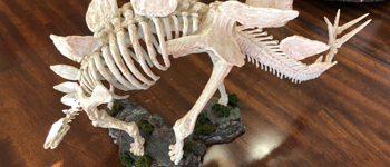 Stegosaurus Skeleton
