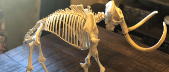 Mammoth Skeleton