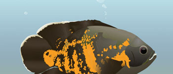 Personal Illustration - Tiger Oscar